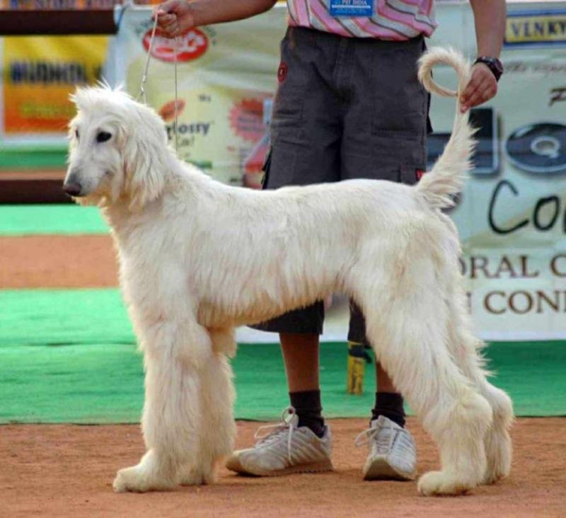 How to Choose the Right Dog for Your Family