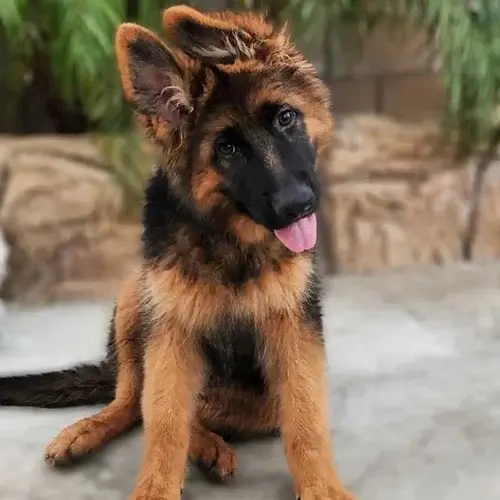 Smartest Dog Breeds