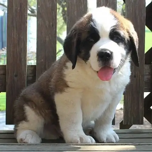 10 Strong Dog Breeds