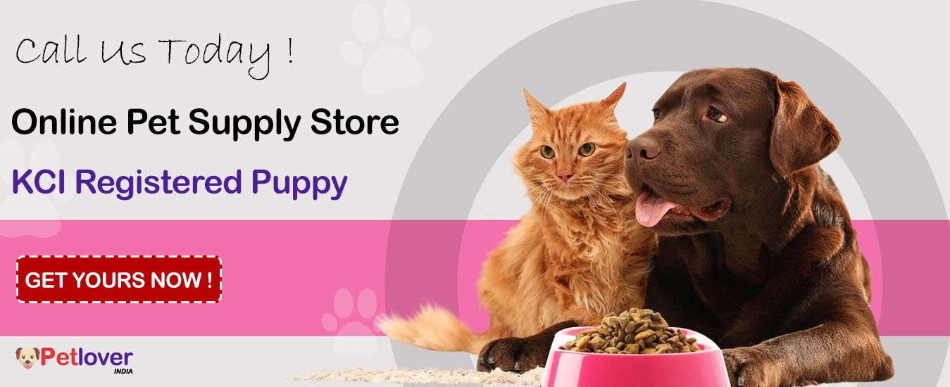 Puppies and dogs for sale
