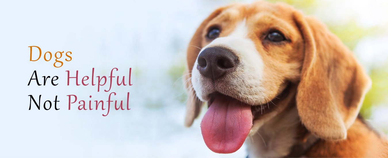 Online puppy and pet store