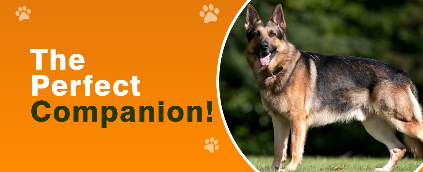 Find your perfect dog companion