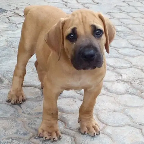 Boerboel puppies for sale