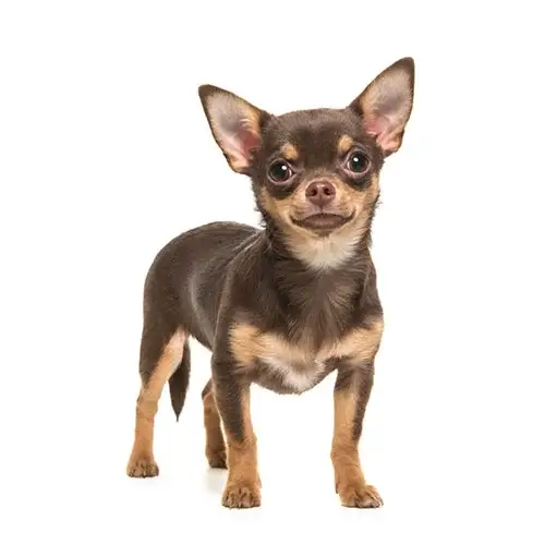 Chihuahua puppies for sale