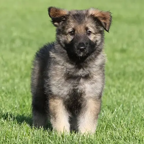Caucasian Shepherd puppies for sale