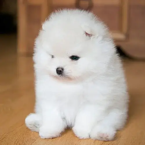 Toy Pom puppies for sale