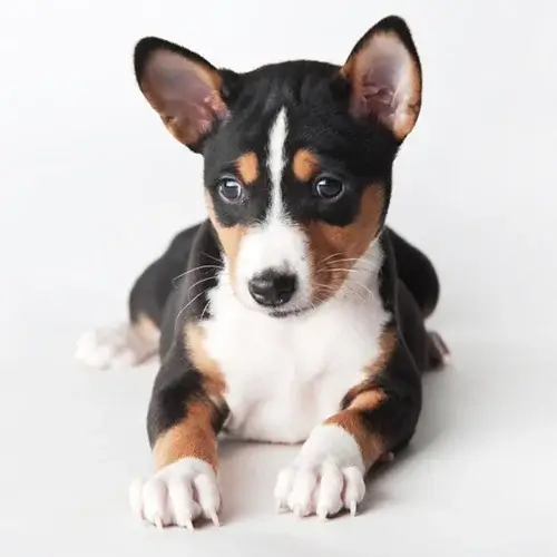 Basenji puppies for sale