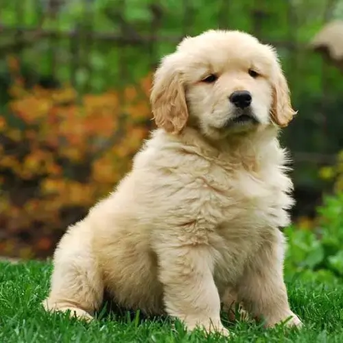 Golden Retriever puppies for sale