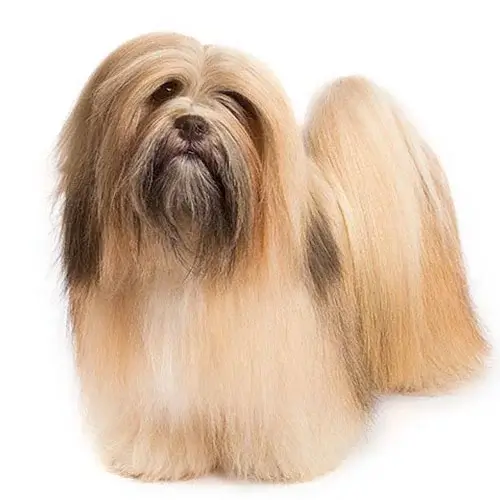 Lhasa Apso puppies for sale