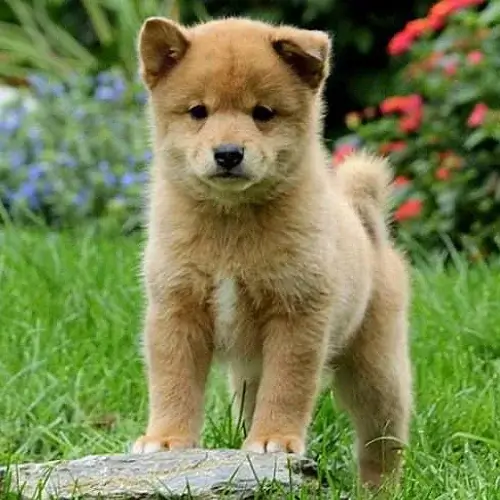 Shiba Inu puppies for sale