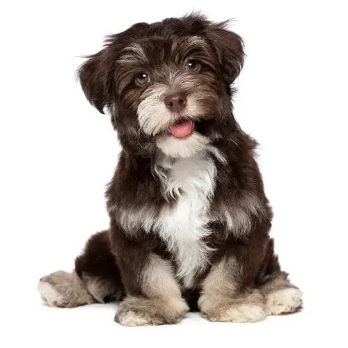 Lowchen puppies for sale
