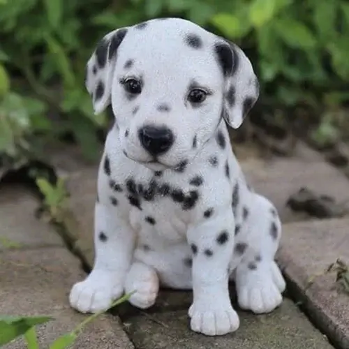 Dalmatian puppies for sale