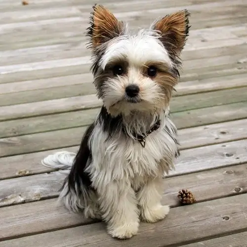 Biewer Terrier puppies for sale