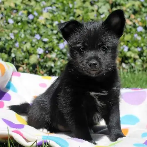 Schipperke puppies for sale