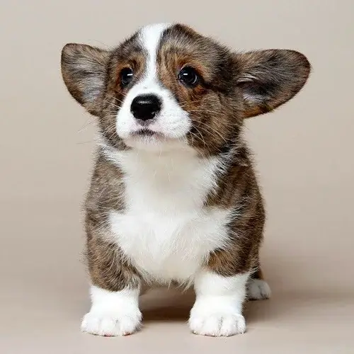 Cardigan Welsh Corgi puppies for sale