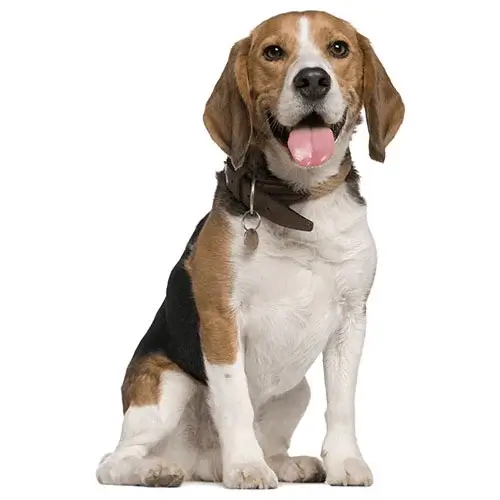 Beagle puppies for sale