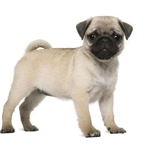 Pug puppies for sale
