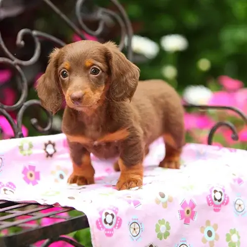 Dachshund puppies for sale