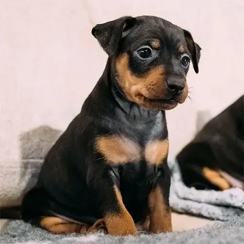 Miniature Pinscher puppies for sale