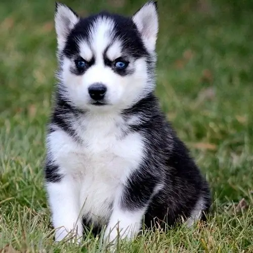 Siberian Husky puppies for sale