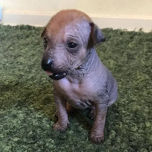 Xoloitzcuintli puppies for sale
