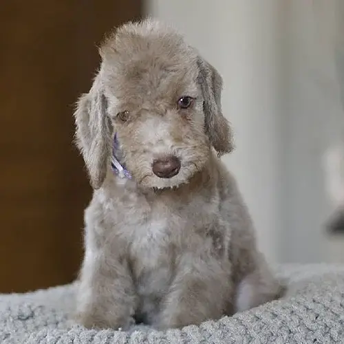 Bedlington Terrier puppies for sale