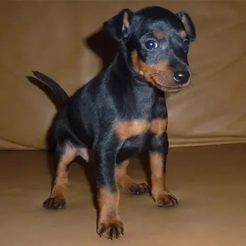 Toy Manchester Terrier puppies for sale