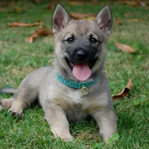 Swedish Vallhund puppies for sale
