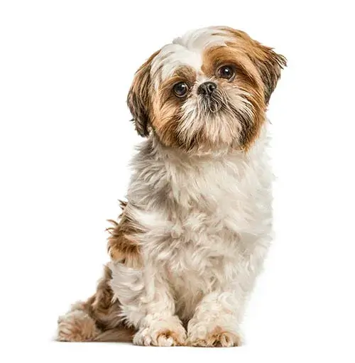 Shih Tzu for sale puppies for sale