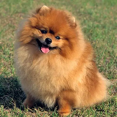 Pomeranian puppies for sale