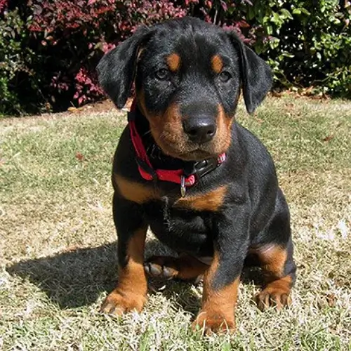 Doberman puppies for sale