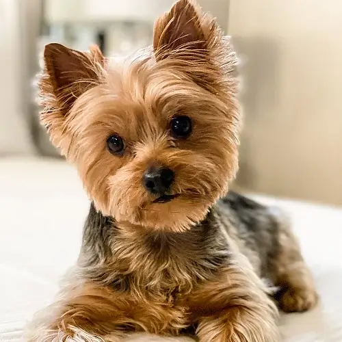 Yorkshire Terrier puppies for sale
