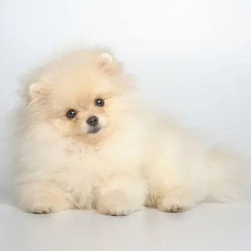German Spitz puppies for sale
