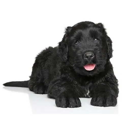 Black Russian Terrier puppies for sale