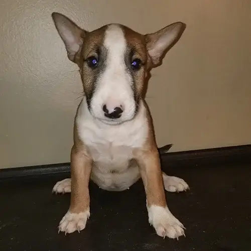 Bull Terrier puppies for sale