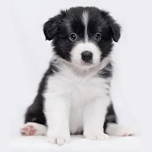 Border Collie puppies for sale