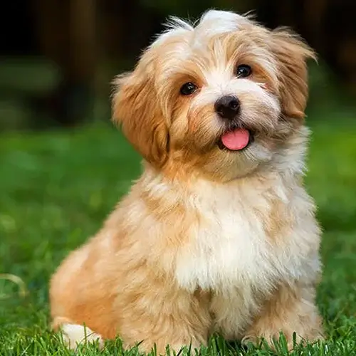 Havanese puppies for sale