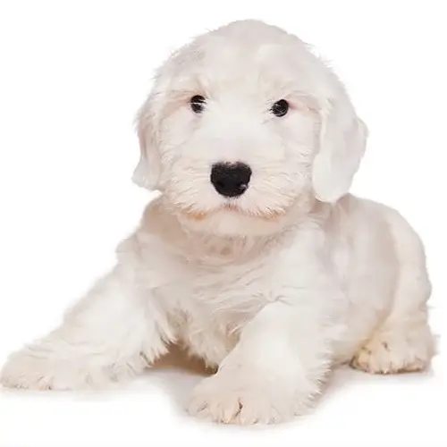 Sealyham Terrier puppies for sale