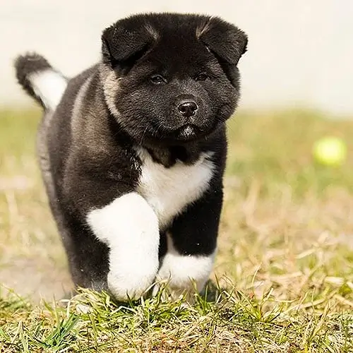 Akita puppies for sale