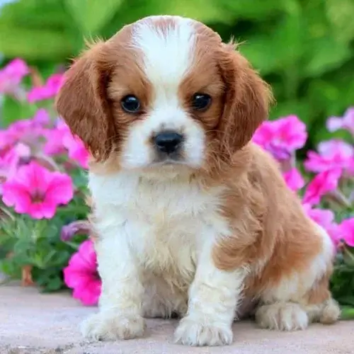 Cavalier King Charles Spaniel puppies for sale