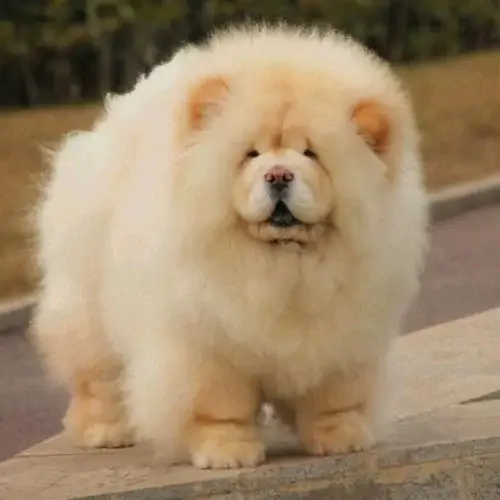 Chow Chow puppies for sale