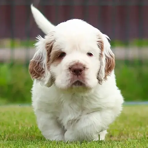 Clumber Spaniel puppies for sale