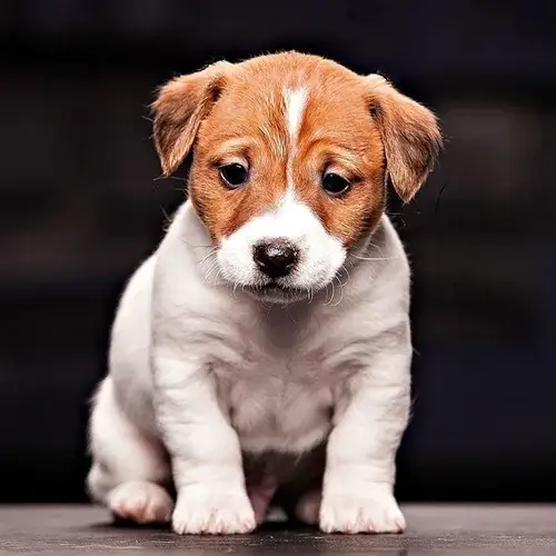 Jack Russell Terrier puppies for sale