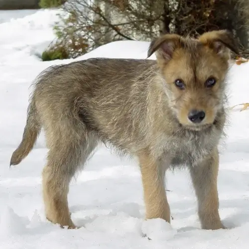 Berger Picard puppies for sale