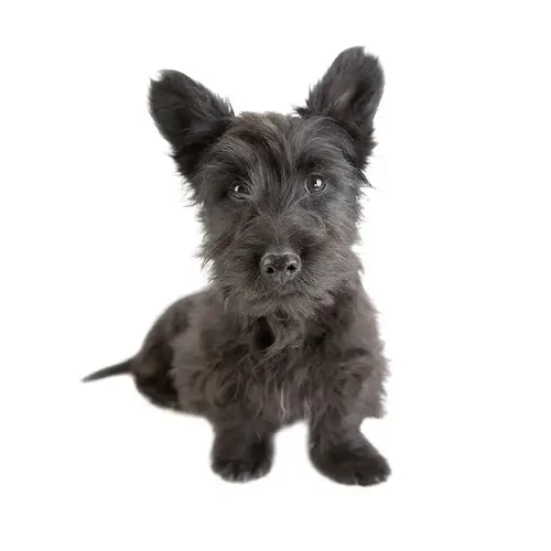 Scottish Terrier puppies for sale