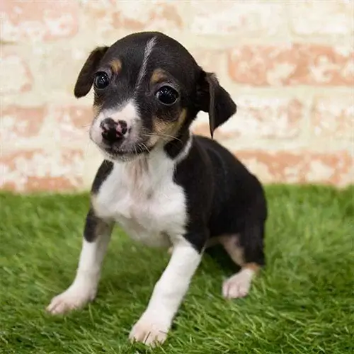 Rat Terrier puppies for sale