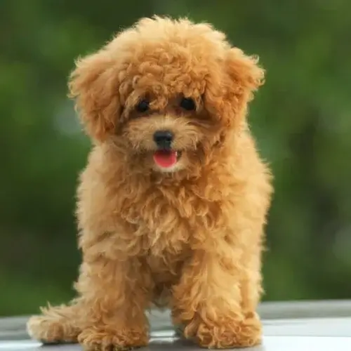 Poodle puppies for sale