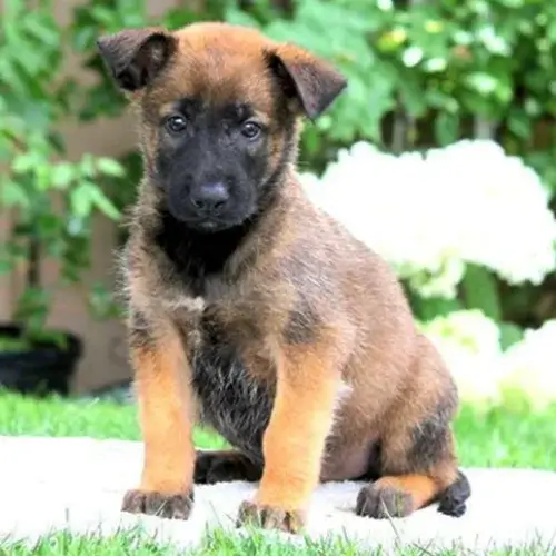 Belgian Tervuren puppies for sale