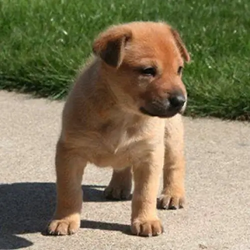 Chinook puppies for sale