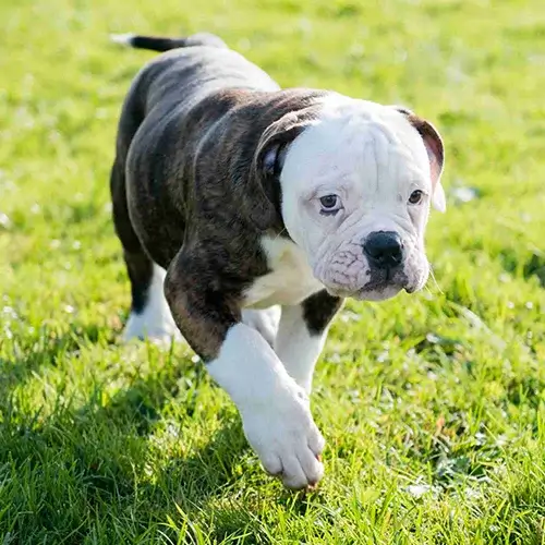 American Bully puppies for sale